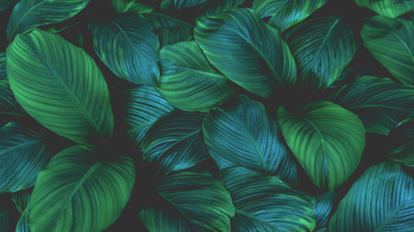 Sustainability in IT Architecture
