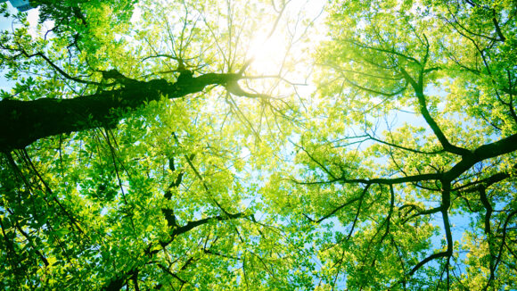 SAP updates from november edition