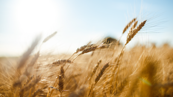 Un leader du secteur agroalimentaire : un repositionnement des prix en quelques semaines